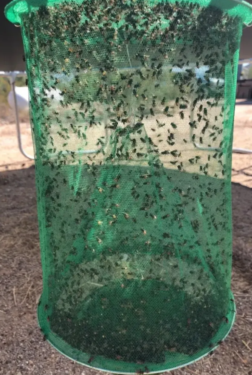 Fast Fly Catcher™ - 100% niet-giftig - herbruikbaar - KOOP 6 EN KRIJG 6+ GRATIS (12 STUKS)